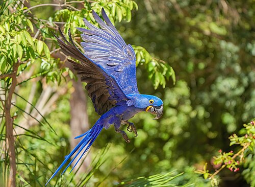Hyacinth macaw (Anodorhynchus hyacinthinus) in flight in Mato Grosso, Brazil