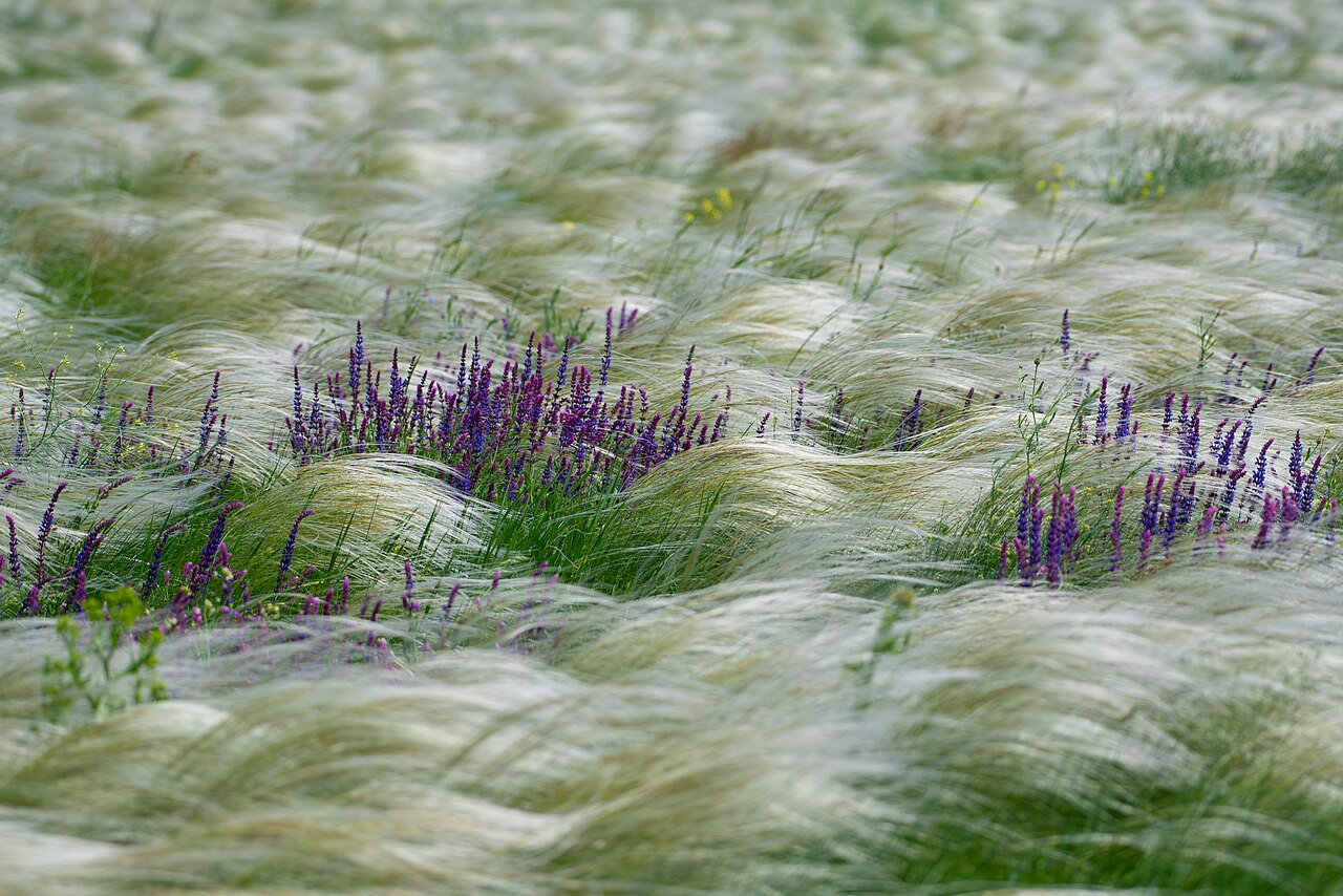 Stipa – the symbol of the Tarutyns'kyj steppe
