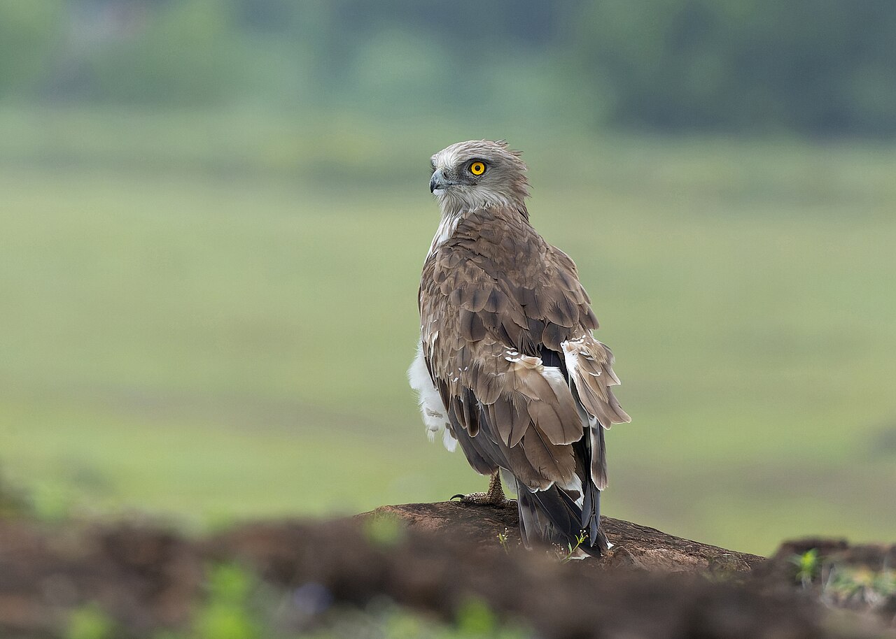 Circaetus gallicus (Short-toed snake eagle) in Bhigwan, Maharashtra, India