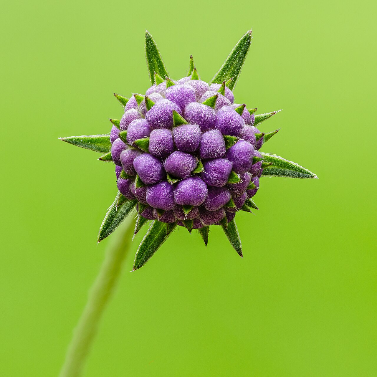 Flower bud of a Succisa pratensis