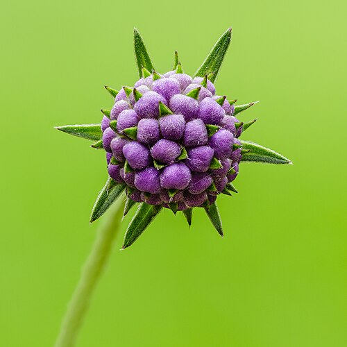 Flower bud of a Succisa pratensis