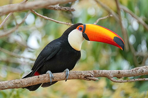 Toco toucan (Ramphastos toco) in Mato Grosso, Brazil