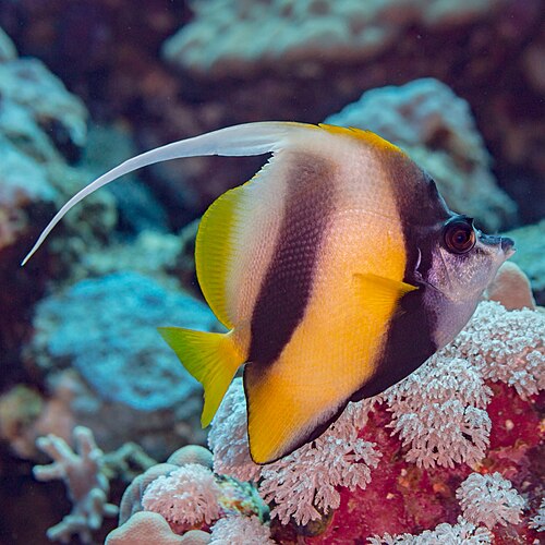 Red Sea bannerfish (Heniochus intermedius), Red Sea, Egypt