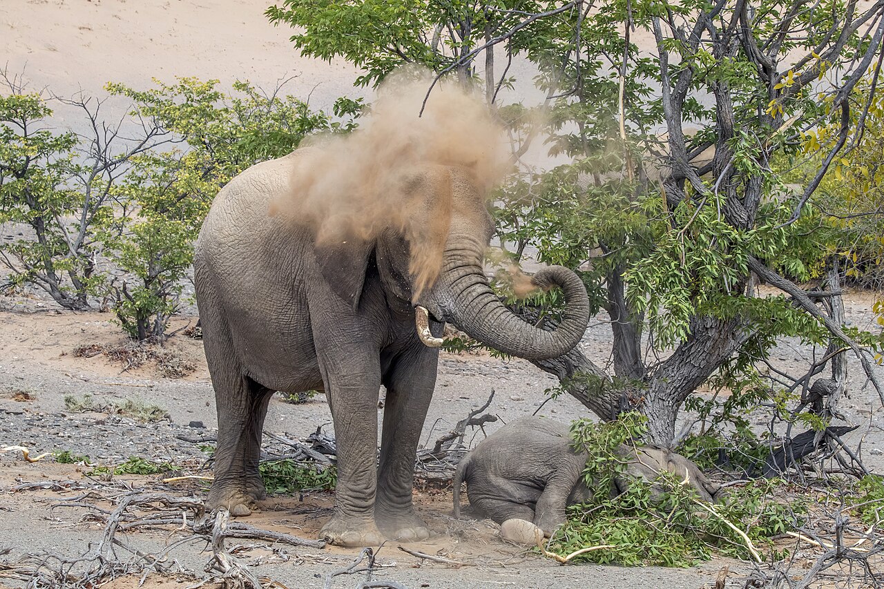 Desert elephant (Loxodonta africana) spraying sand on herself while guarding her sleeping baby