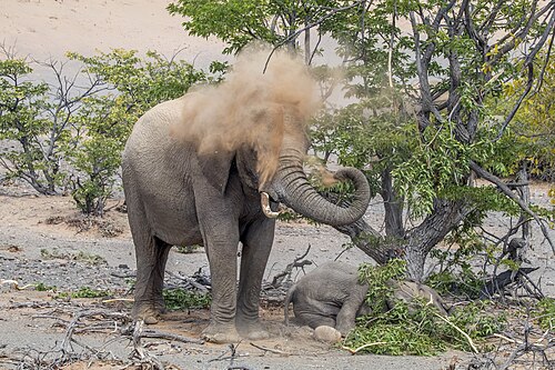 Desert elephant (Loxodonta africana) spraying sand on herself while guarding her sleeping baby