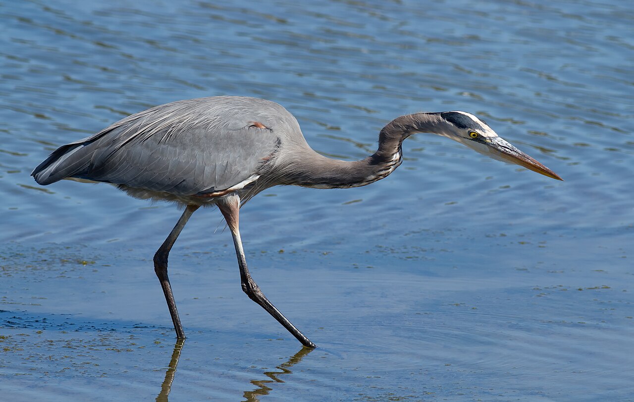 Great Blue Heron (Ardea herodias), hunting at Richardson Bay near Strawberry, California