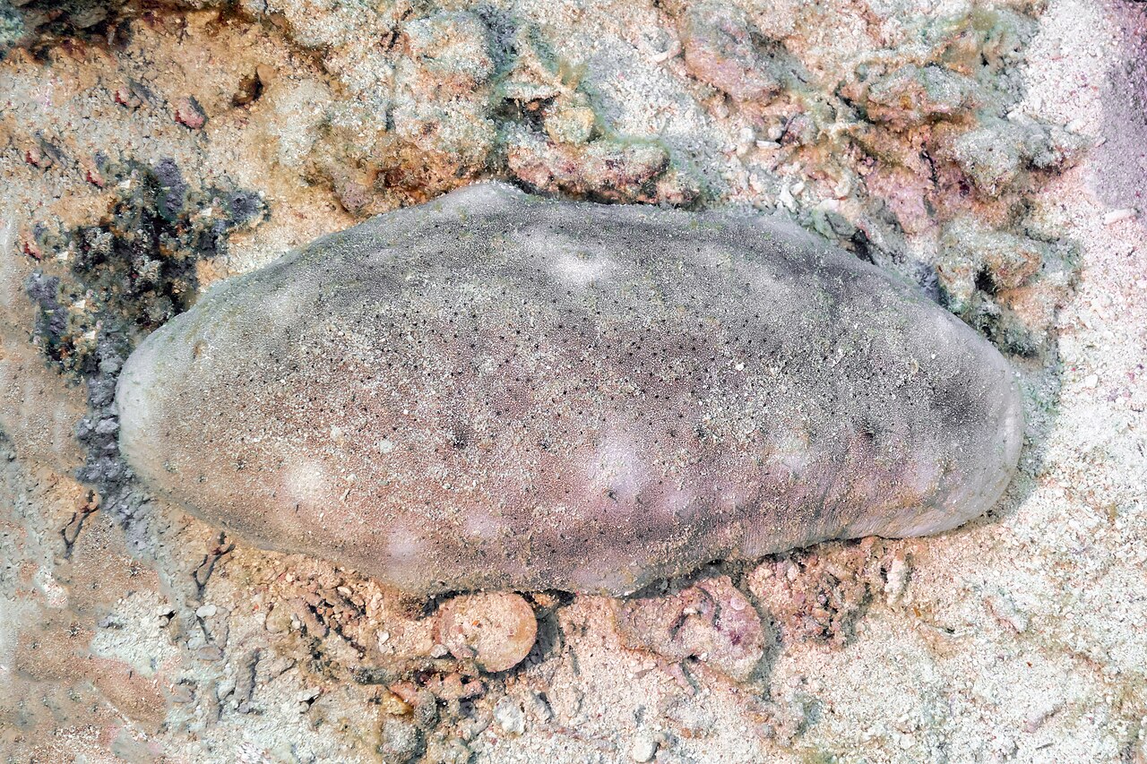White teatfish (Holothuria fuscogilva), Ras Muhammad National Park, Red Sea, Egypt