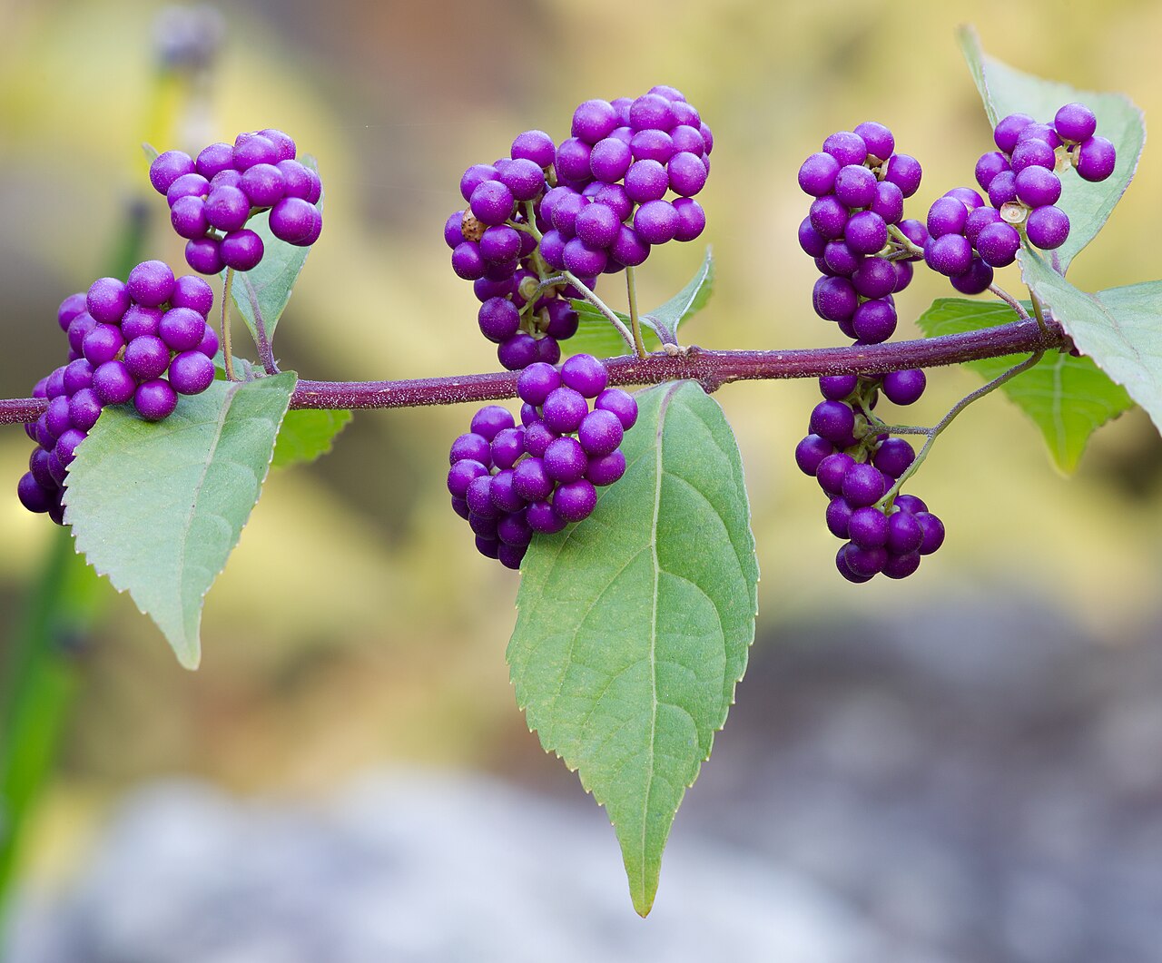 Purple beautyberry, Daisen Park, Sakai, Osaka