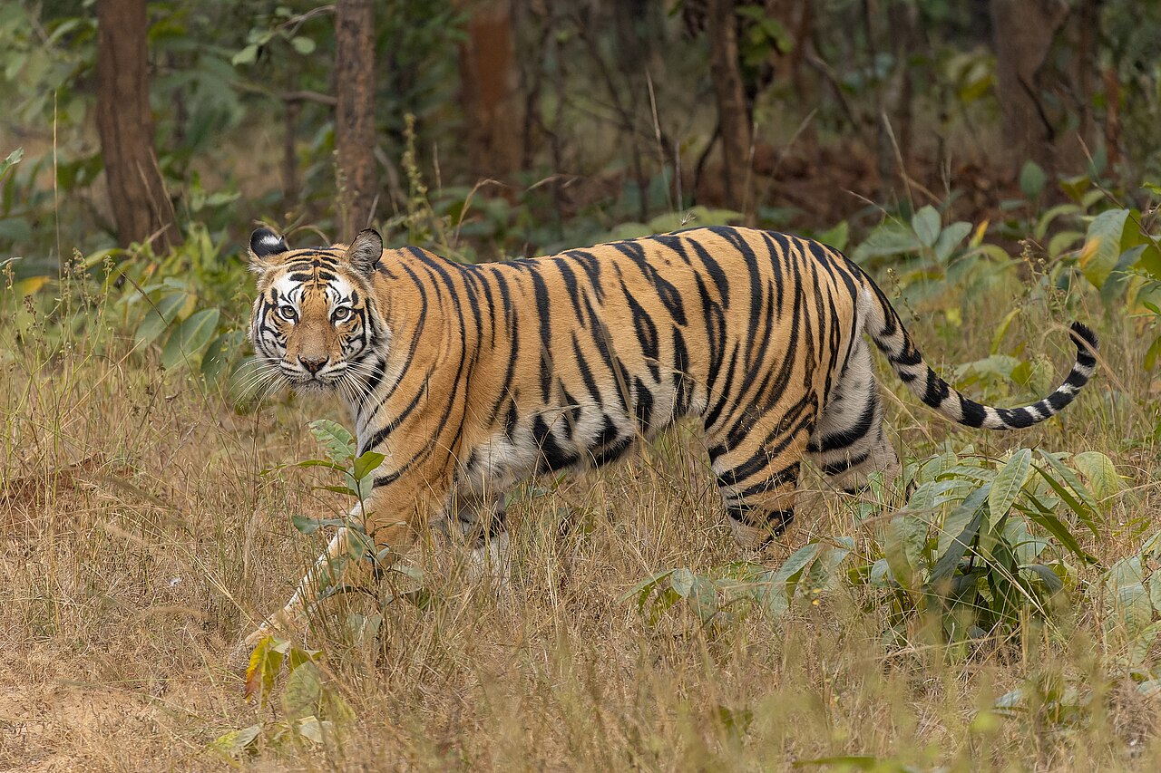 Panthera tigris tigris (Bengal tiger) in Sanjay Dubri Tiger Reserve, Madhya Pradesh, India