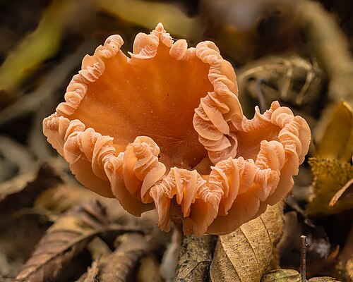 Cap with curled gills of a Laccaria laccata (deceiver, lackluster laccaria) Focus stack of 13…