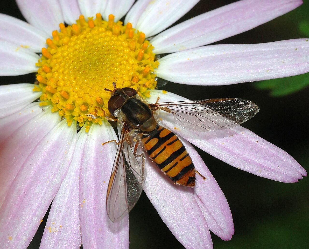 A small hoverfly in the sun (female Episyrphus balteatus)